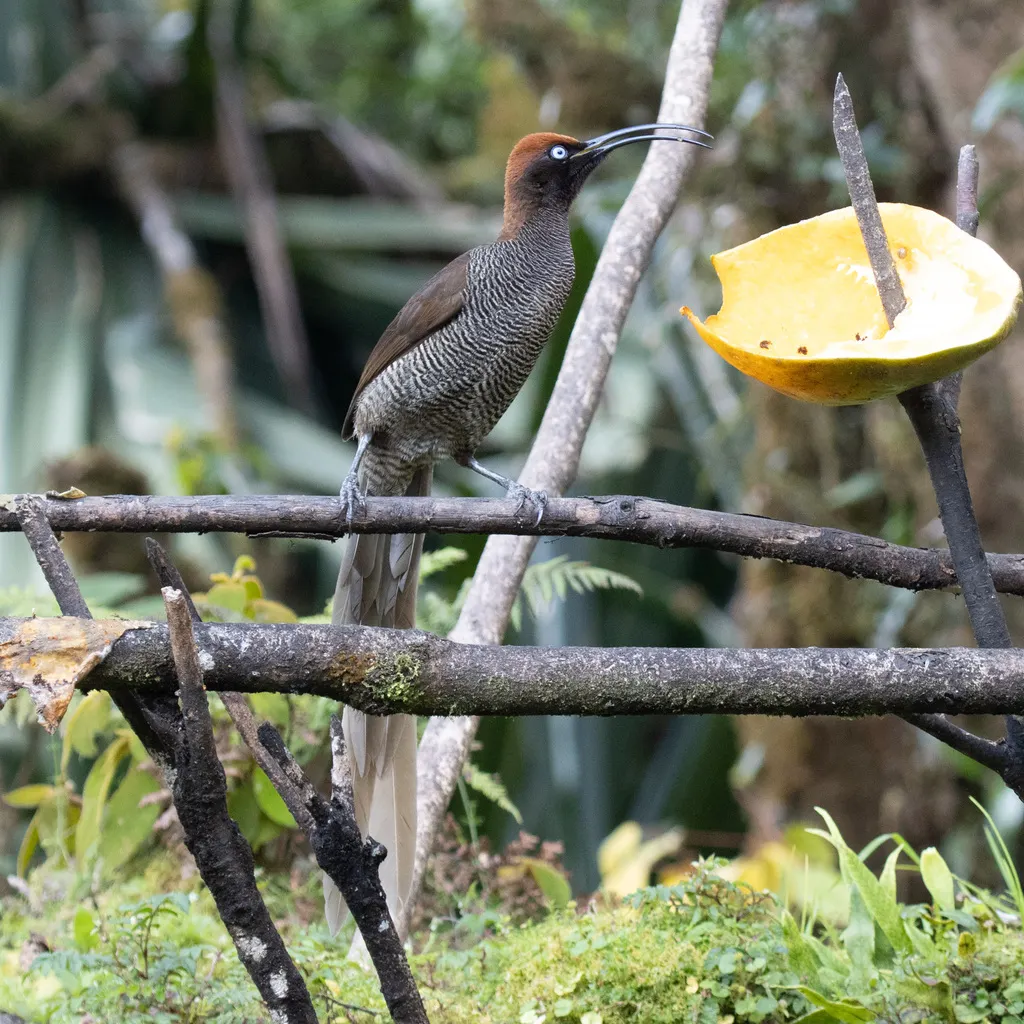 褐镰嘴风鸟(Epimachus meyeri)