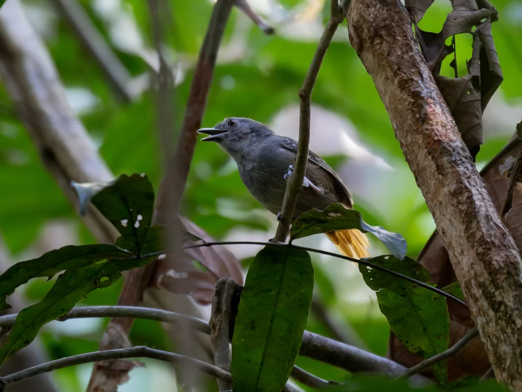 棕尾蚁鹩（Epinecrophylla erythrura）