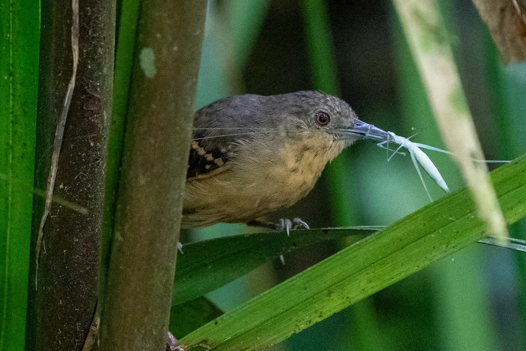 格喉蚁鹩(Epinecrophylla fulviventris)