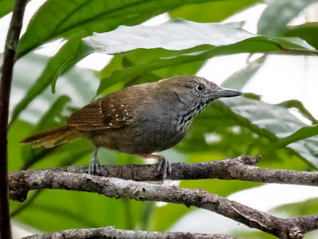 褐腹蚁鹩(Epinecrophylla gutturalis)