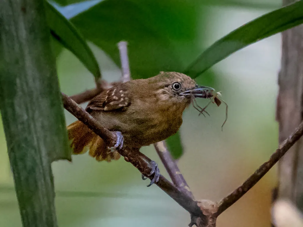 褐腹蚁鹩(Epinecrophylla gutturalis)