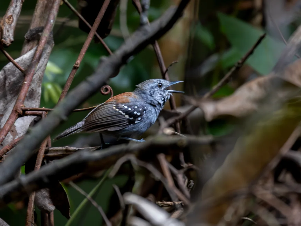 斑喉蚁鹩(Epinecrophylla haematonota)