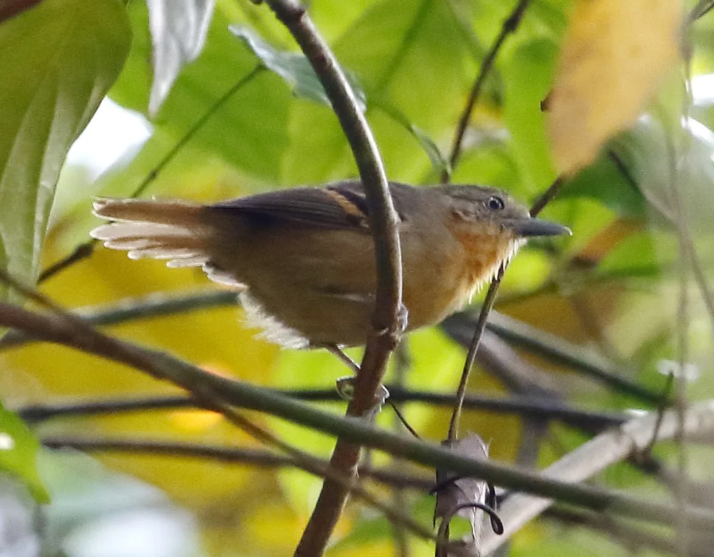 白眼蚁鹩(Epinecrophylla leucophthalma)