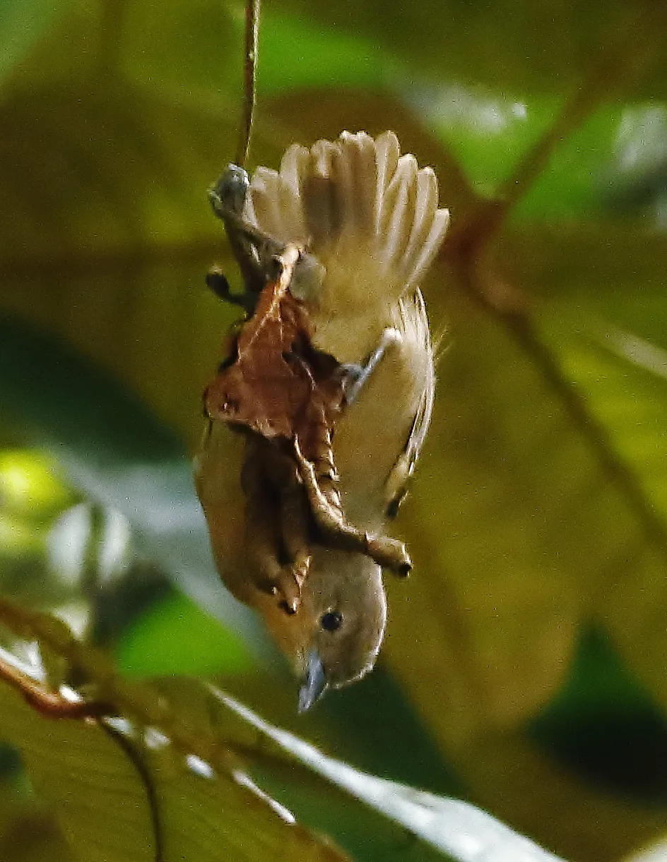 丽蚁鹩(Epinecrophylla ornata)