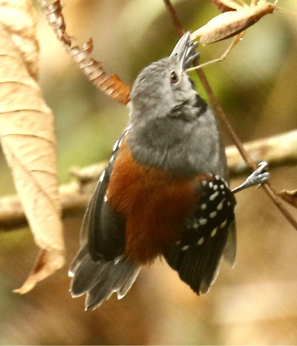 丽蚁鹩(Epinecrophylla ornata)