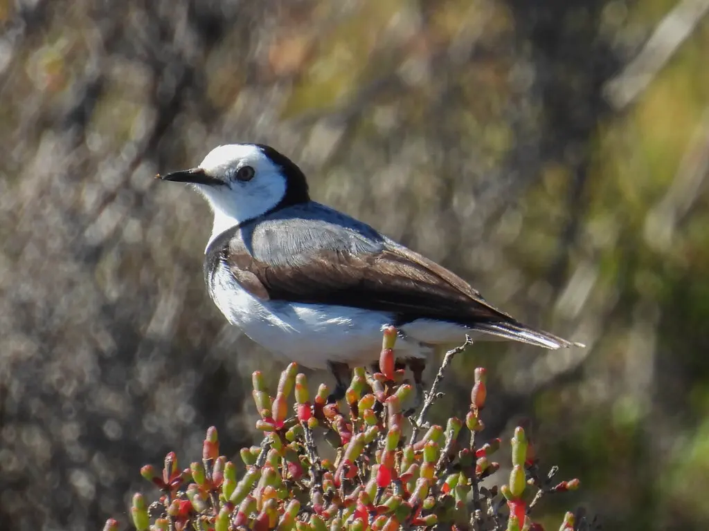 白额澳䳭(Epthianura albifrons)