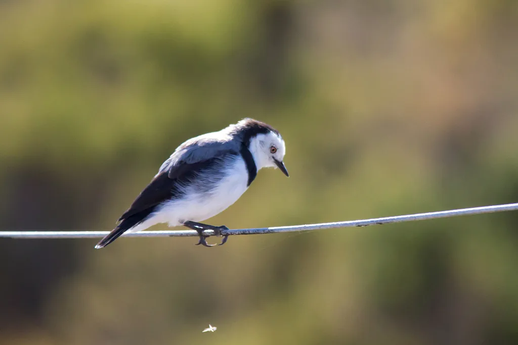 白额澳䳭(Epthianura albifrons)
