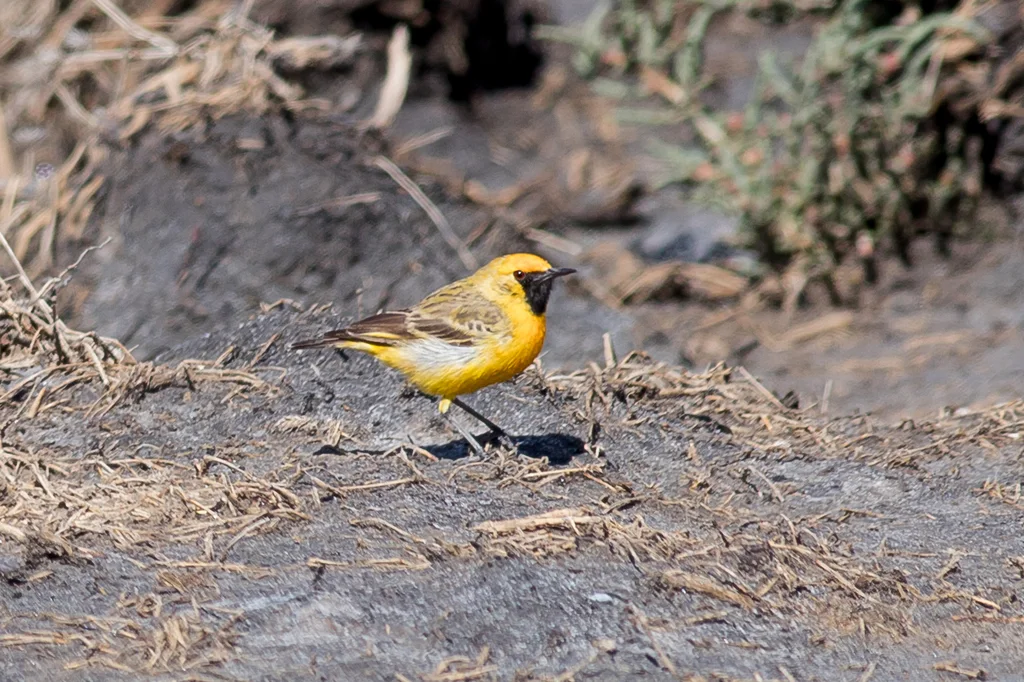 橙澳䳭(Epthianura aurifrons)