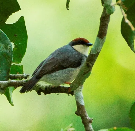 特氏孤莺(Eremomela turneri)