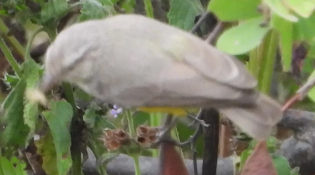 黄嘴孤莺(Eremomela icteropygialis)