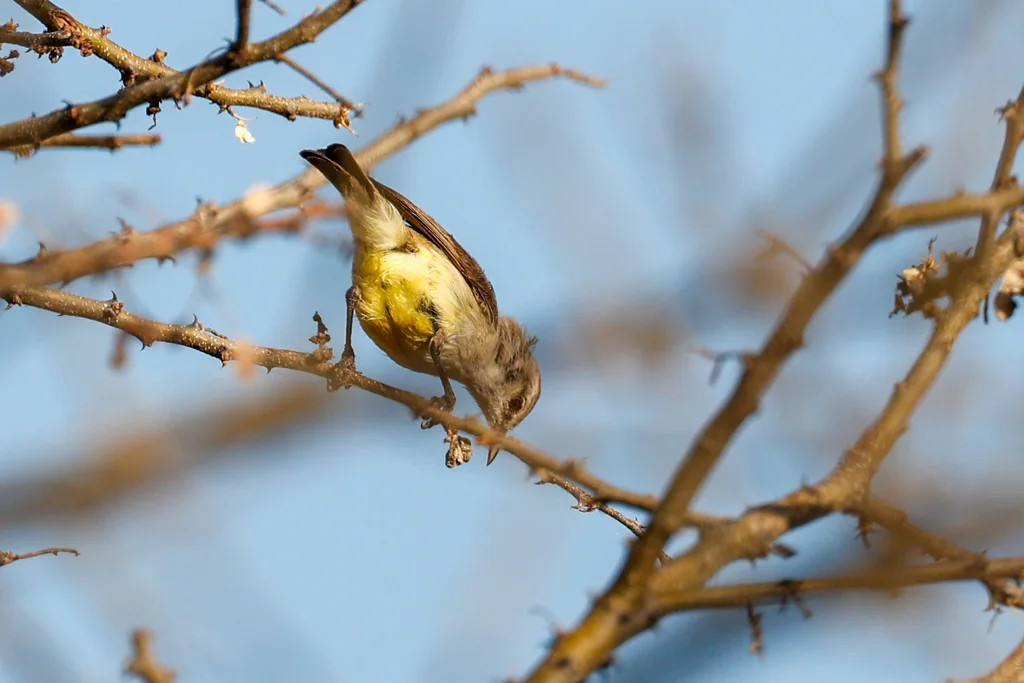 黄嘴孤莺(Eremomela icteropygialis)
