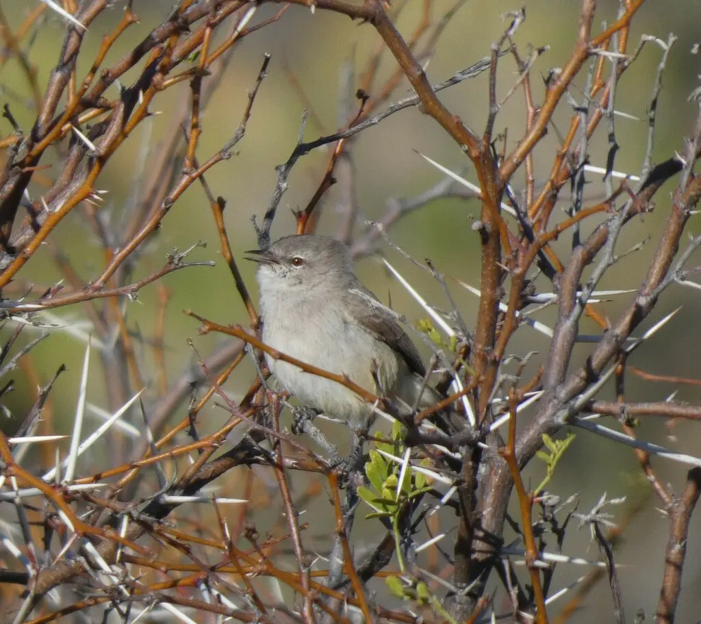 黄嘴孤莺(Eremomela icteropygialis)