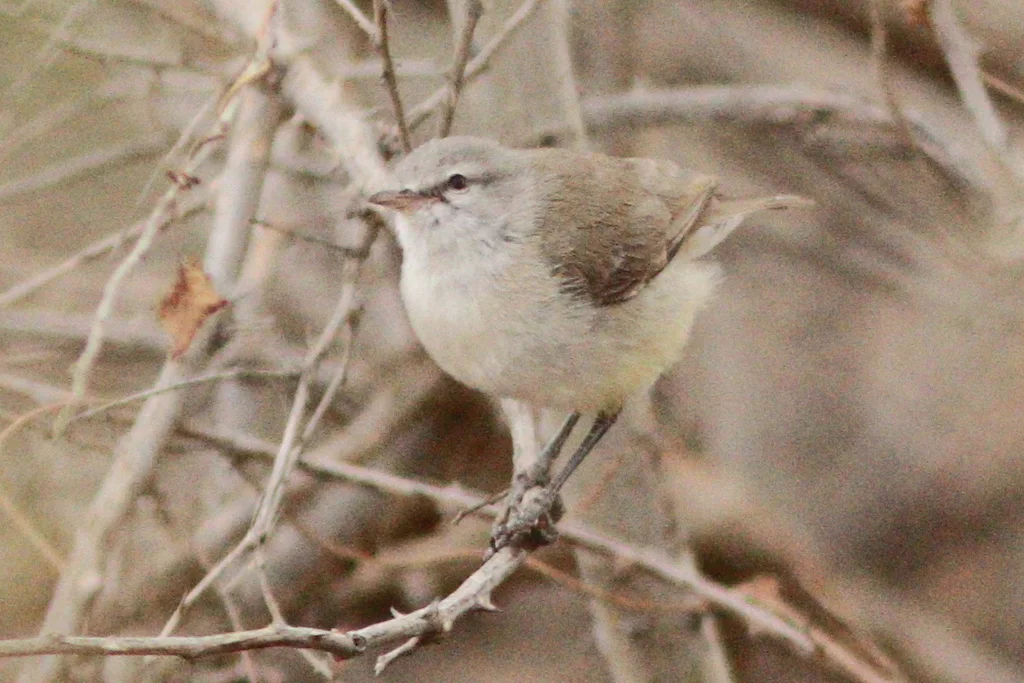 黄嘴孤莺(Eremomela icteropygialis)