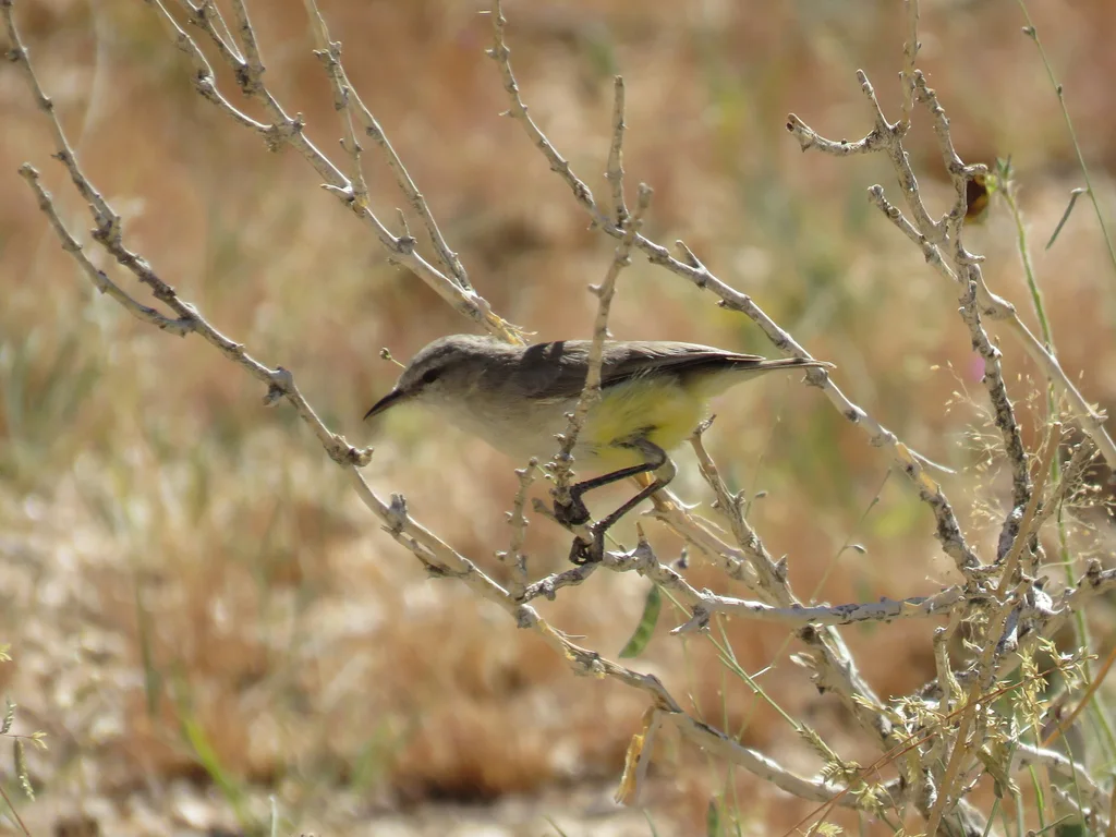 黄嘴孤莺(Eremomela icteropygialis)