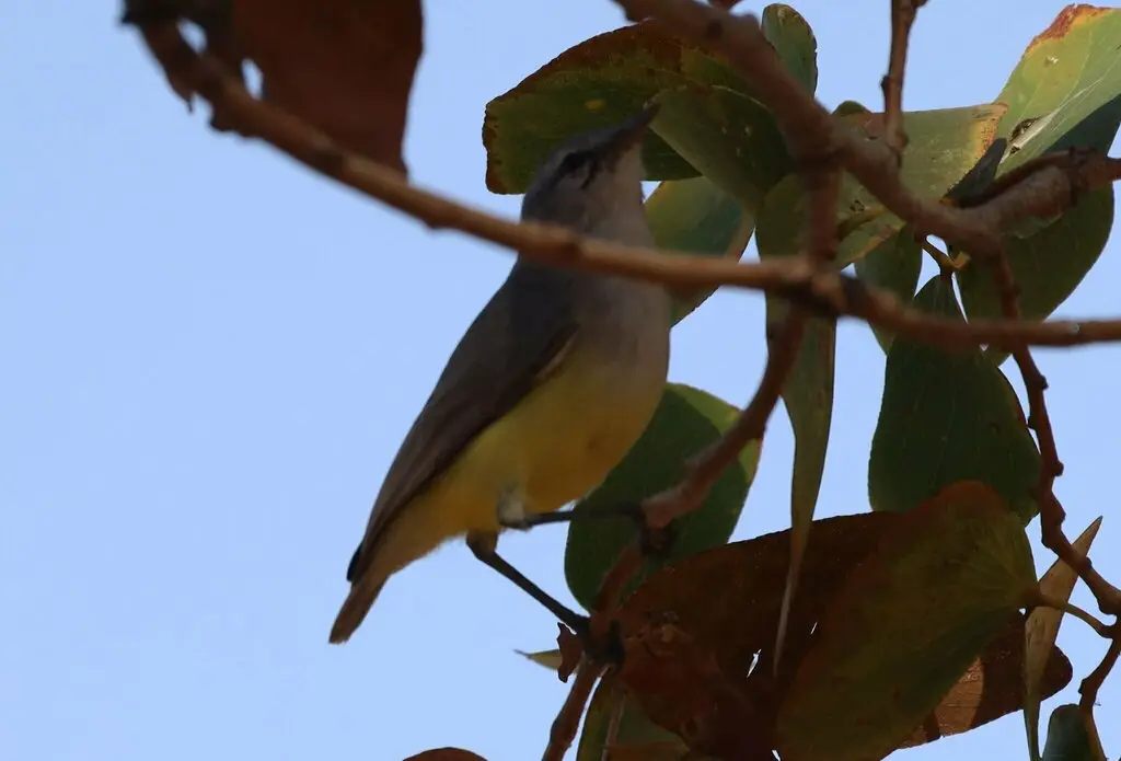 黄嘴孤莺(Eremomela icteropygialis)