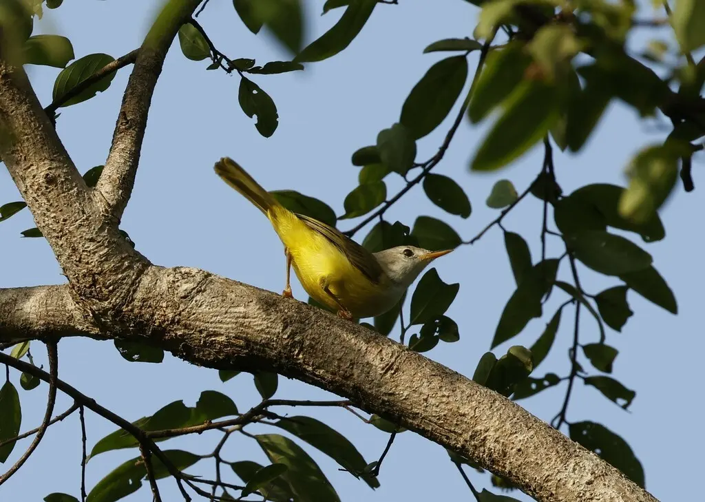 绿背孤莺（Eremomela pusilla）