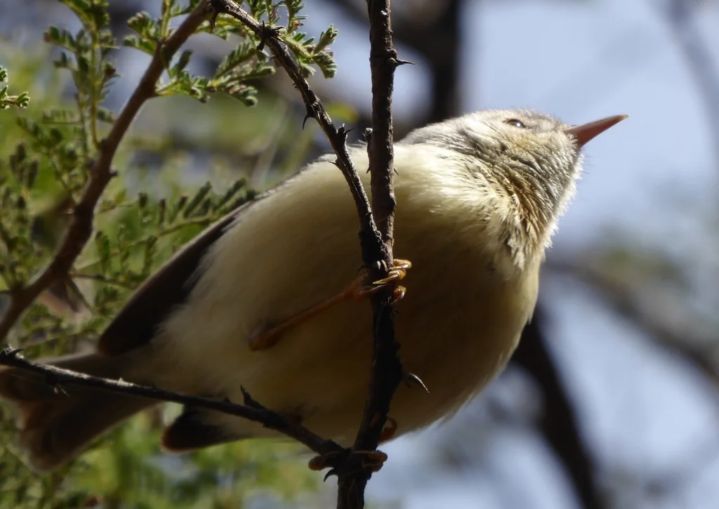 褐喉孤莺(Eremomela usticollis)