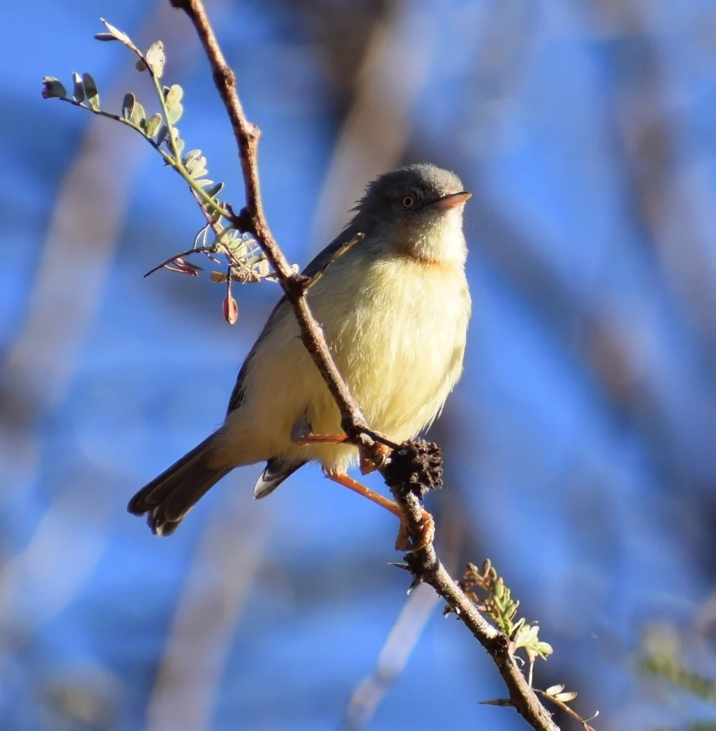 褐喉孤莺(Eremomela usticollis)