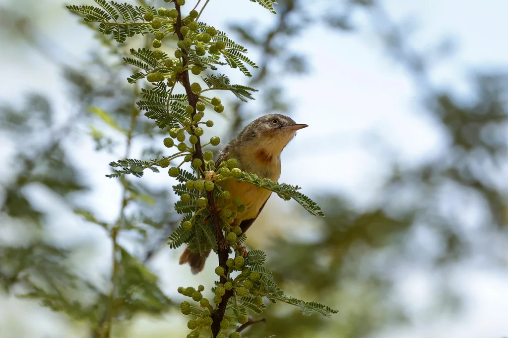褐喉孤莺(Eremomela usticollis)