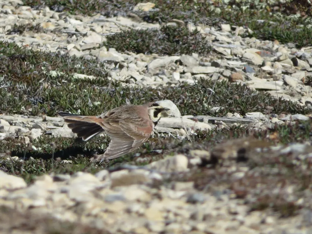 角百灵（Eremophila alpestris）