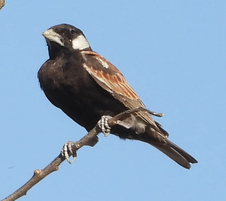 栗背雀百灵(Eremopterix leucotis)