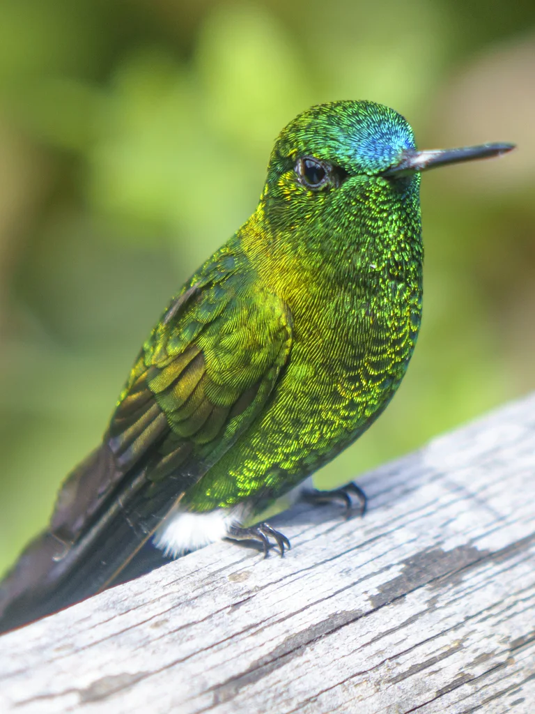 蓝臀毛腿蜂鸟(Eriocnemis luciani)