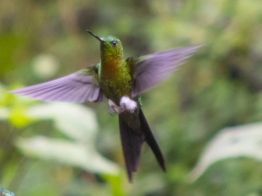 金胸毛腿蜂鸟(Eriocnemis mosquera)