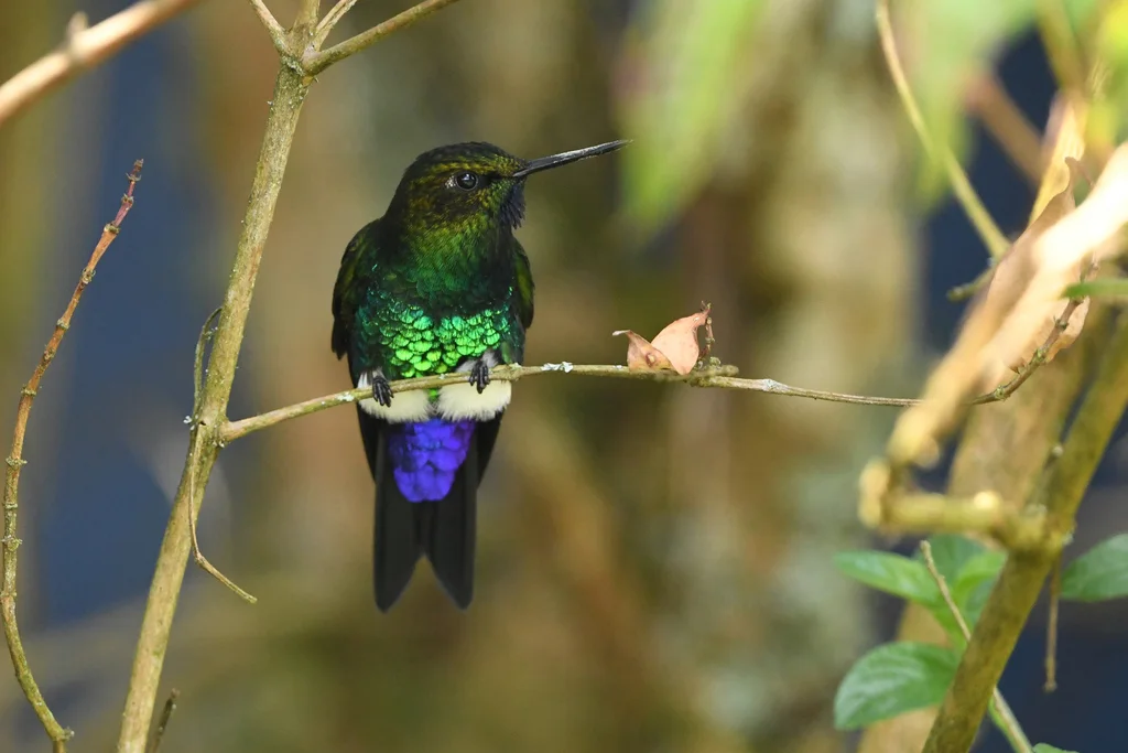 紫颏毛腿蜂鸟(Eriocnemis vestita)