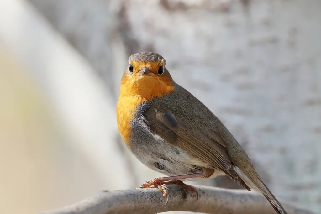 欧亚鸲(Erithacus rubecula)