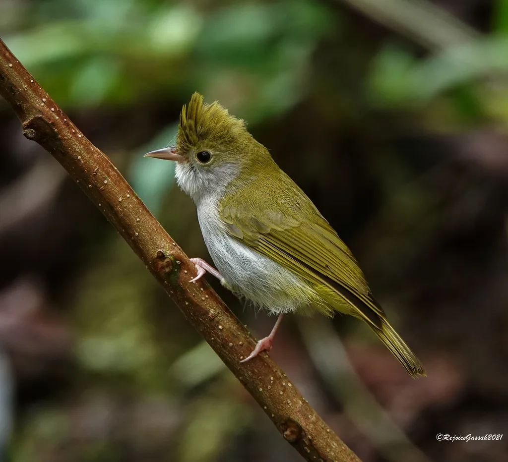 白腹凤鹛(Erpornis zantholeuca)
