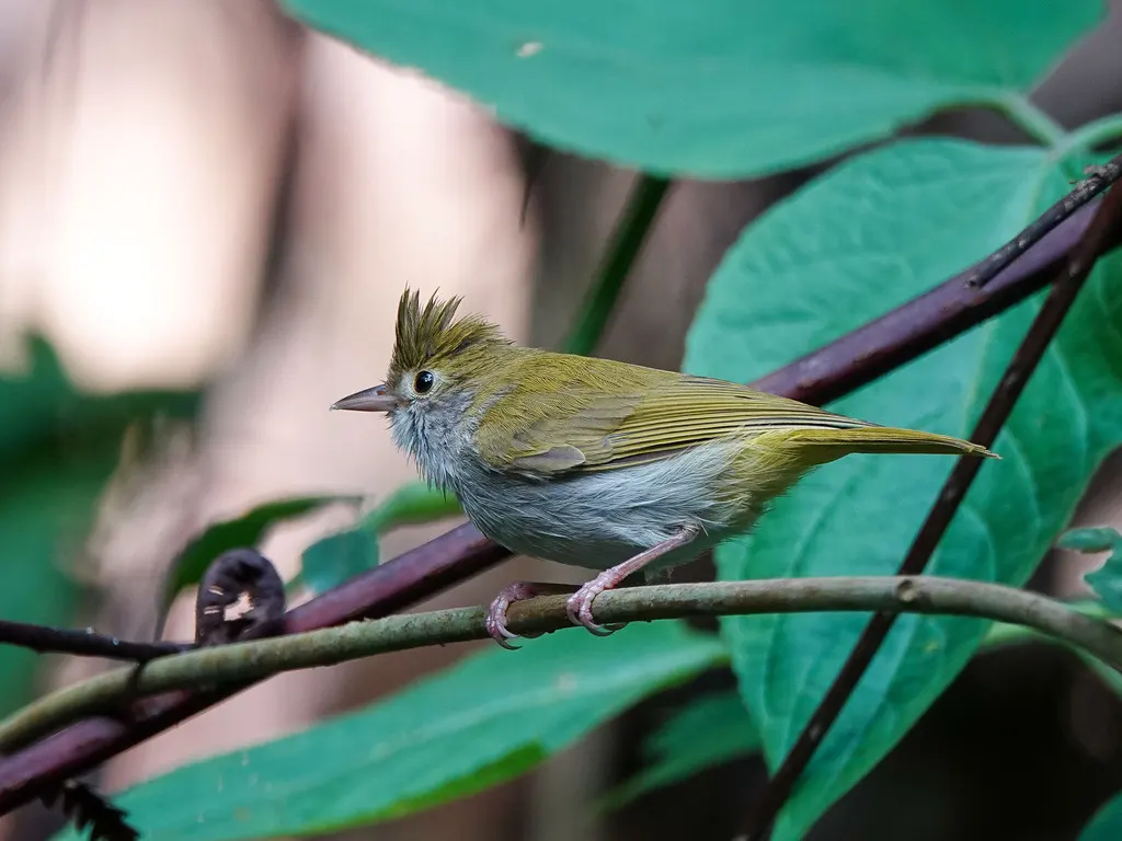 白腹凤鹛(Erpornis zantholeuca)