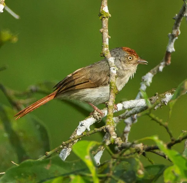 栗顶红鹟(Erythrocercus mccallii)