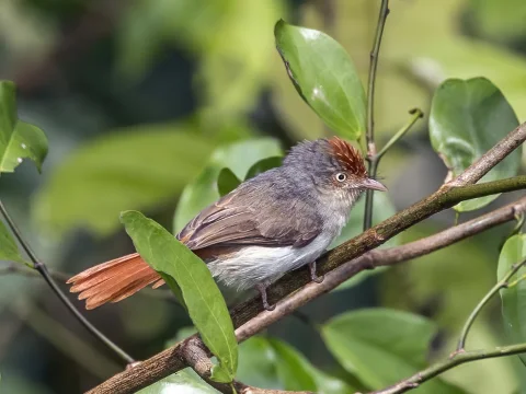 栗顶红鹟