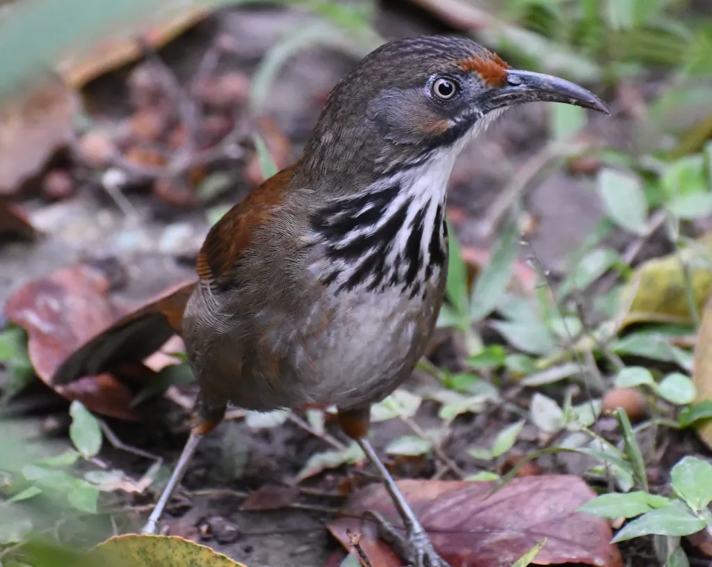 台湾斑胸钩嘴鹛(Erythrogenys erythrocnemis)