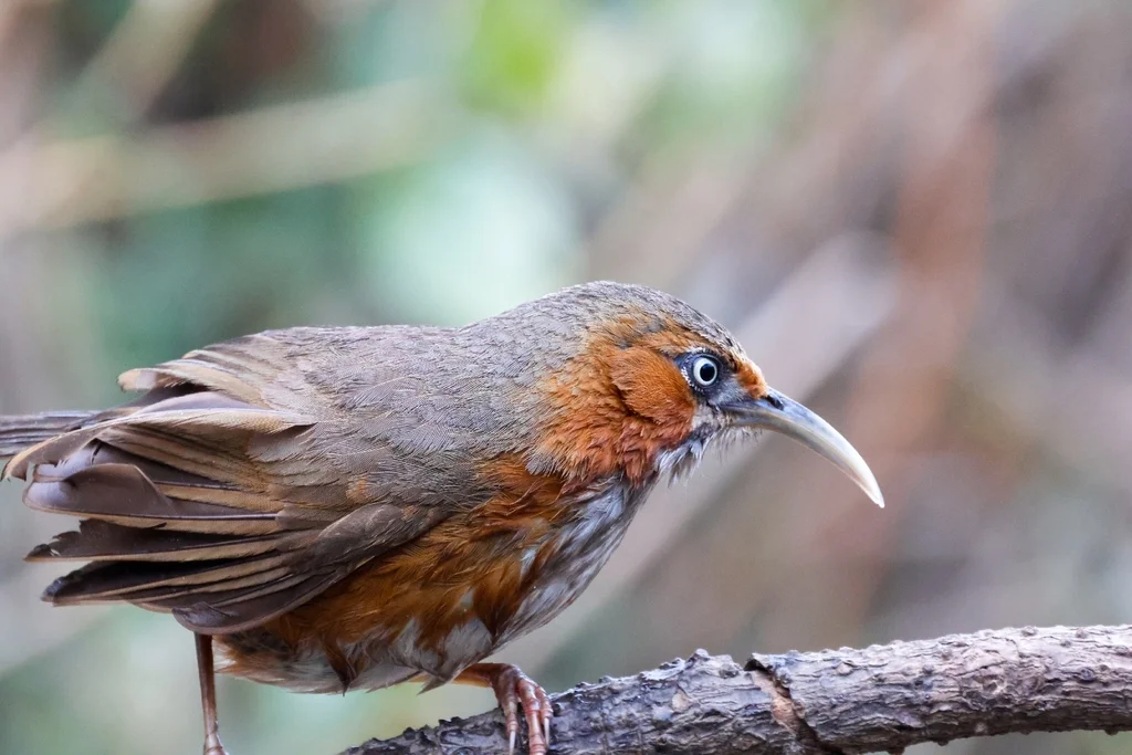 锈脸钩嘴鹛(Erythrogenys erythrogenys)