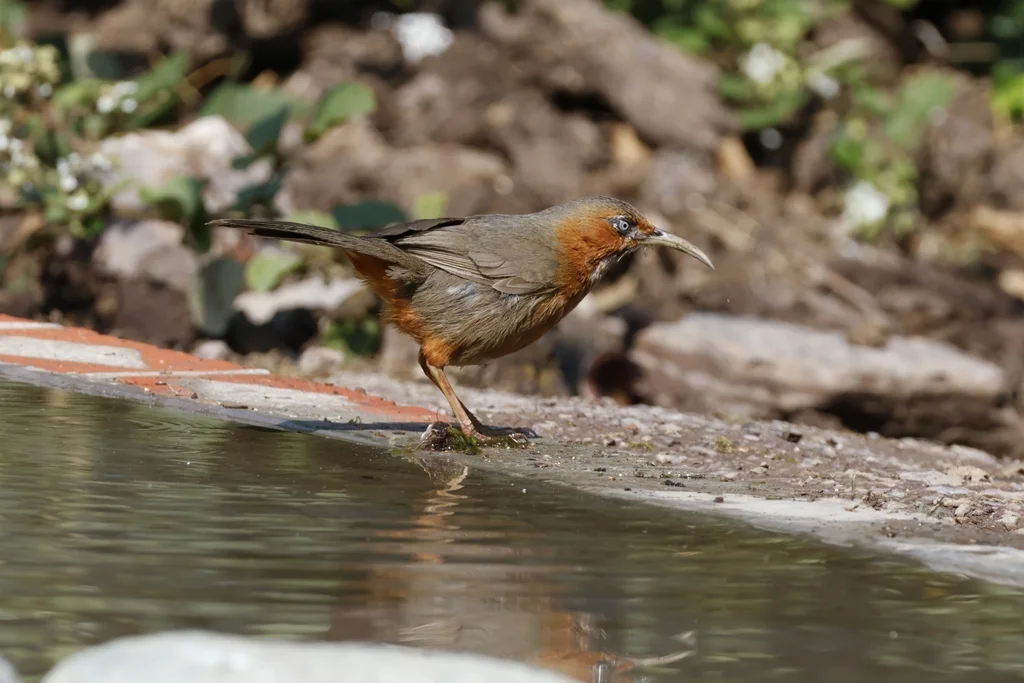 锈脸钩嘴鹛(Erythrogenys erythrogenys)