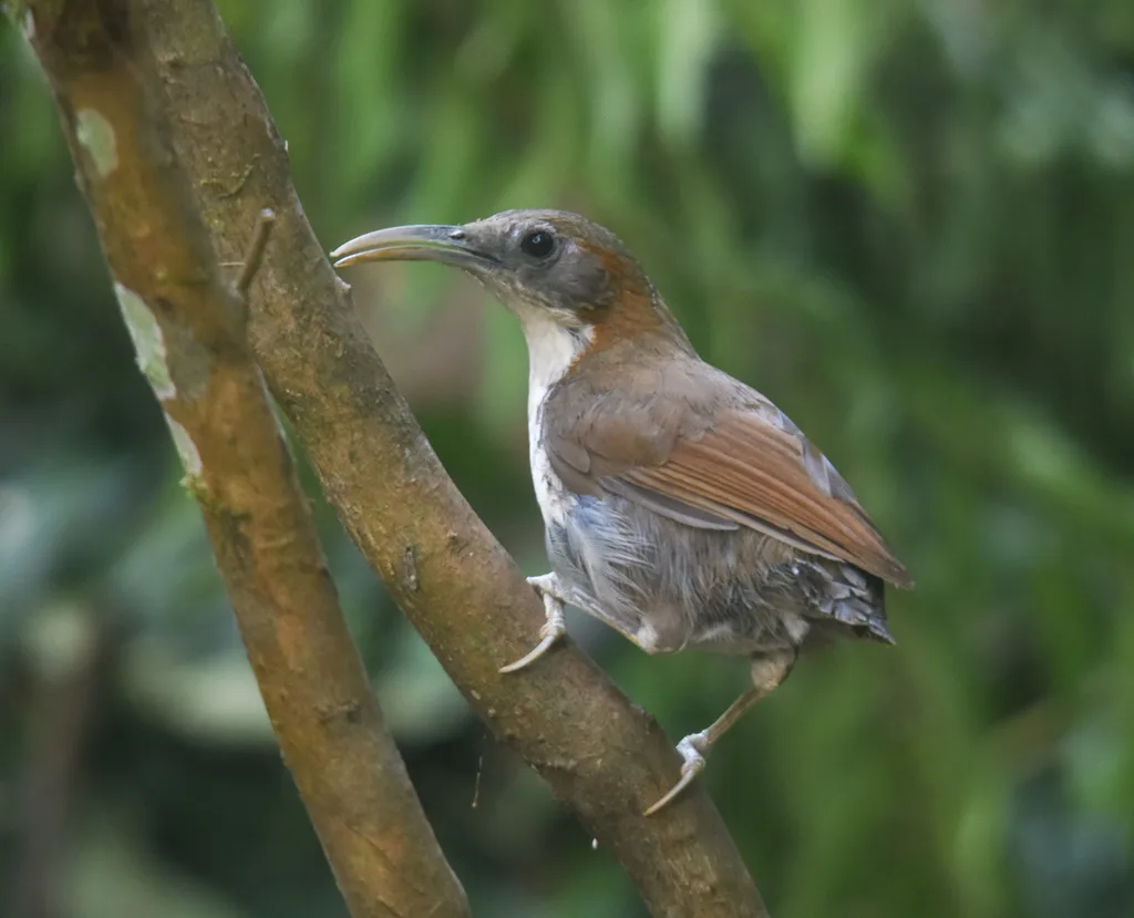 长嘴钩嘴鹛(Erythrogenys hypoleucos)