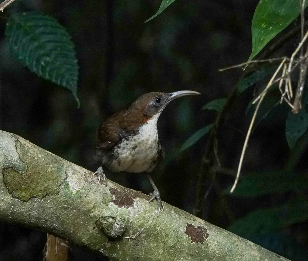 长嘴钩嘴鹛(Erythrogenys hypoleucos)