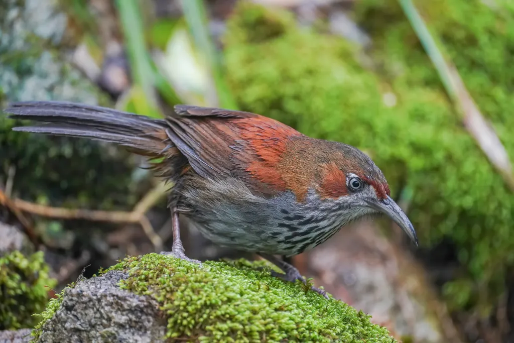 华南斑胸钩嘴鹛(Erythrogenys swinhoei)