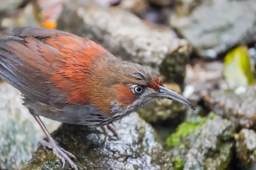 华南斑胸钩嘴鹛(Erythrogenys swinhoei)