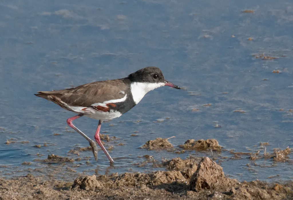 红膝麦鸡(Erythrogonys cinctus)