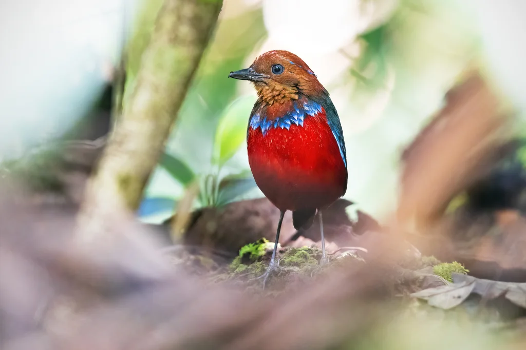 蓝斑八色鸫(Erythropitta arquata)
