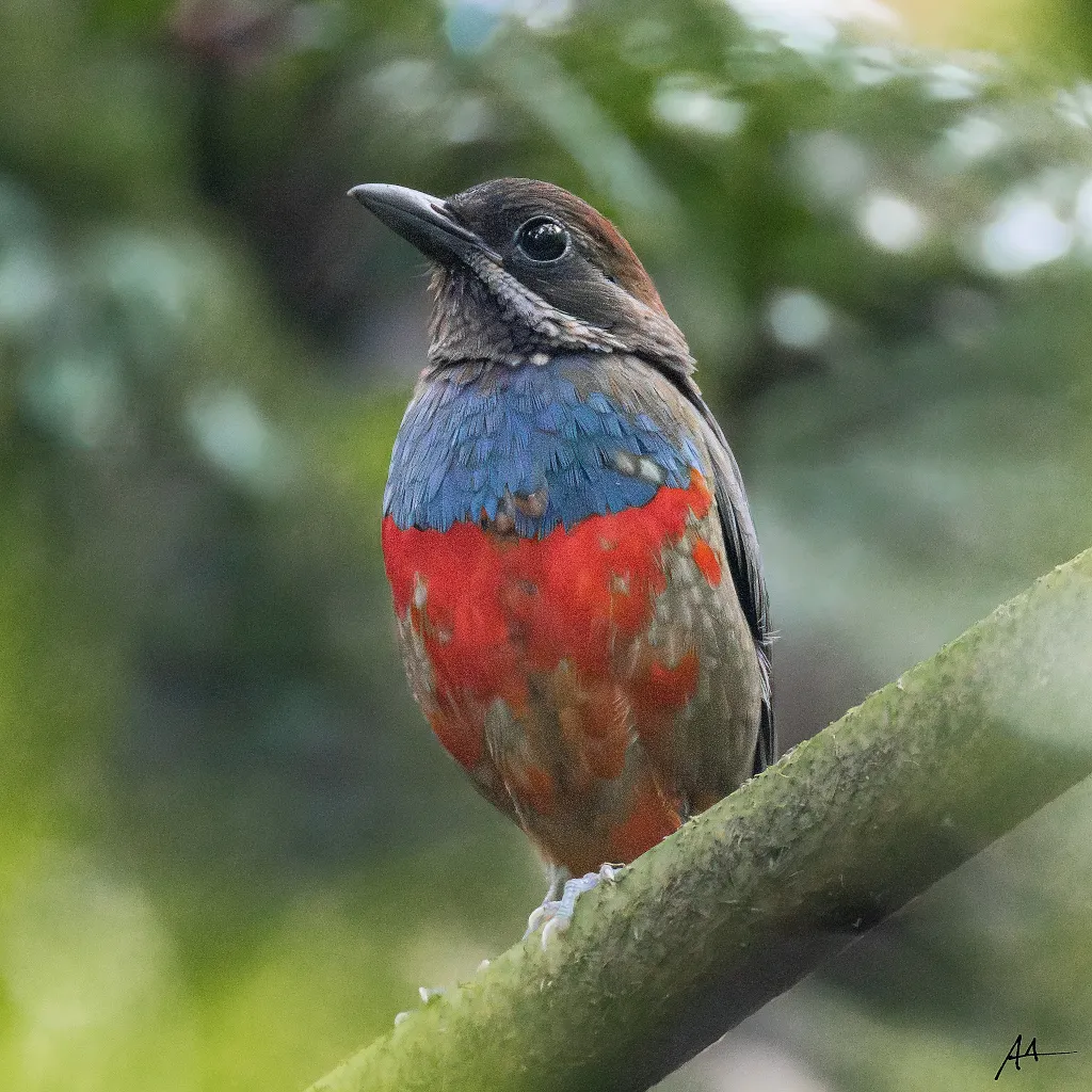 吕宋八色鸫(Erythropitta kochi)