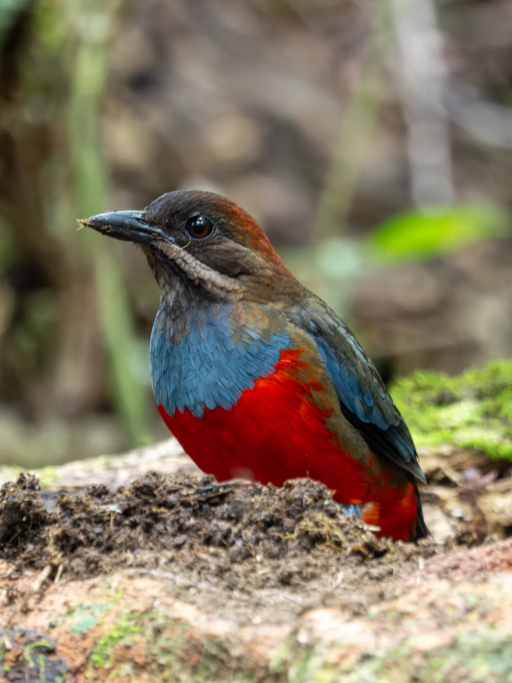 吕宋八色鸫(Erythropitta kochi)