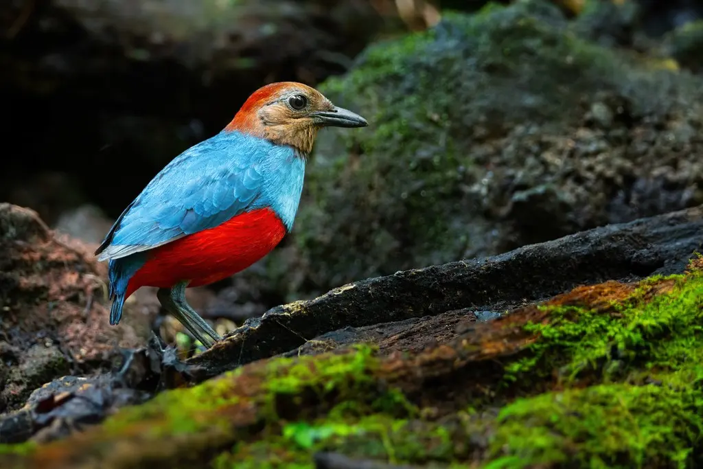 北摩鹿加八色鸫（Erythropitta rufiventris）