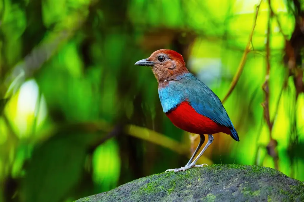 北摩鹿加八色鸫（Erythropitta rufiventris）