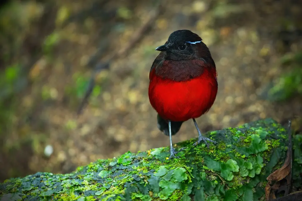 黑冠八色鸫(Erythropitta venusta)