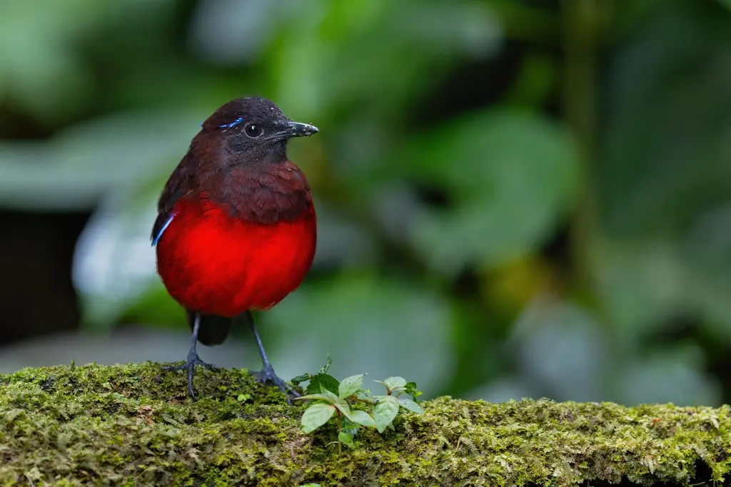 黑冠八色鸫(Erythropitta venusta)