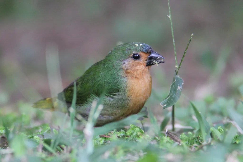 绿尾鹦雀(Erythrura hyperythra)