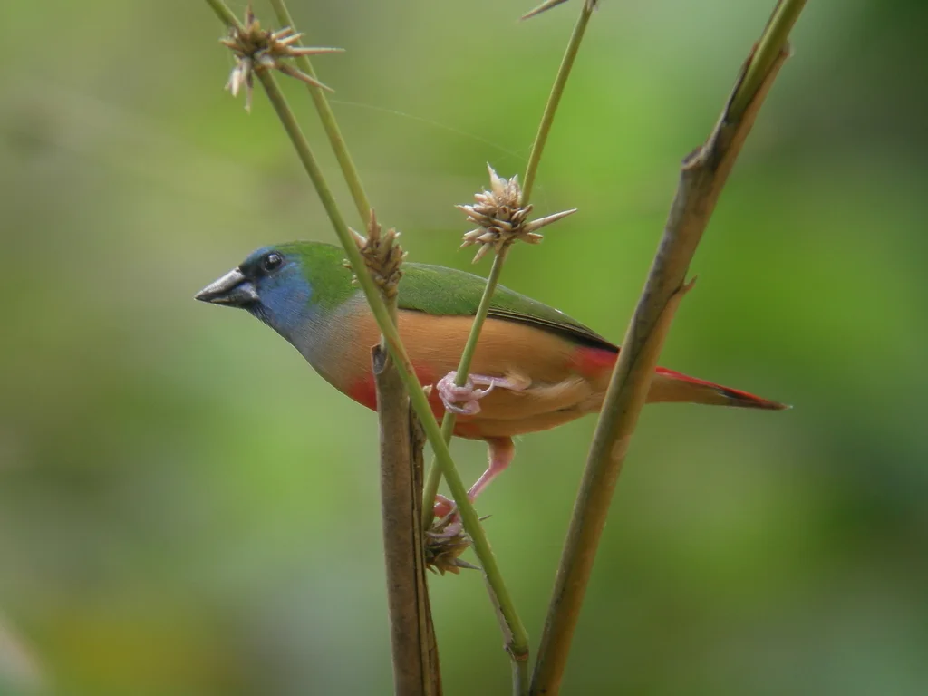 长尾鹦雀(Erythrura prasina)